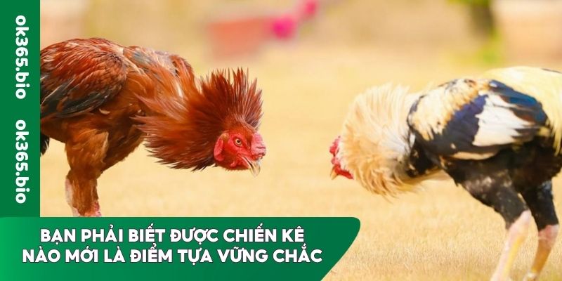 Bạn phải biết được chiến kê nào mới là điểm tựa vững chắc
