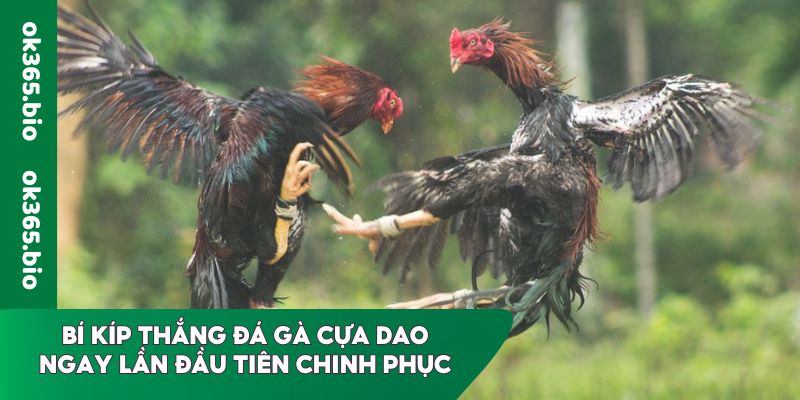 Bí kíp thắng đá gà cựa dao ngay lần đầu tiên chinh phục