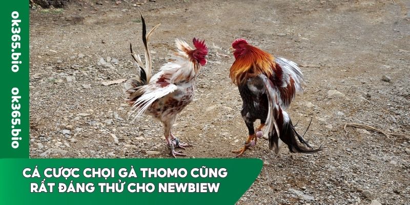 Cá cược chọi gà Thomo cũng rất đáng thử cho newbie