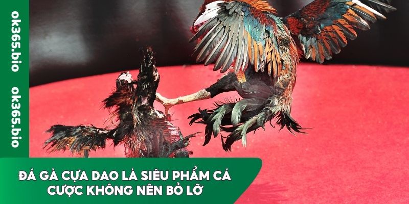 Đá gà cựa dao là siêu phẩm cá cược không nên bỏ lỡ