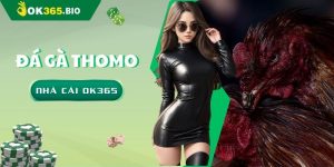 Đá gà Thomo