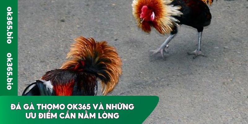 Đá gà Thomo OK365 và những ưu điểm cần nằm lòng
