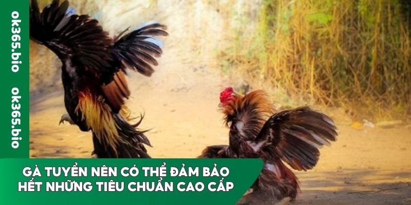 Gà tuyển nên có thể đảm bảo hết những tiêu chuẩn cao cấp