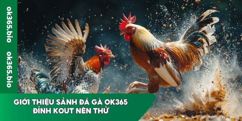 Giới thiệu sảnh đá gà OK365 đỉnh kout nên thử