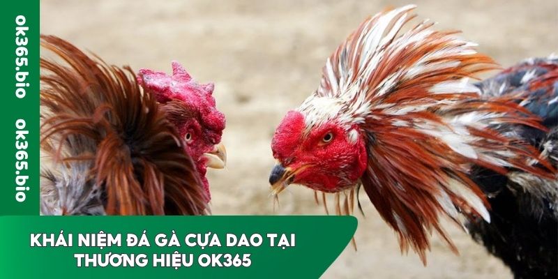 Khái niệm đá gà cựa dao tại thương hiệu OK365