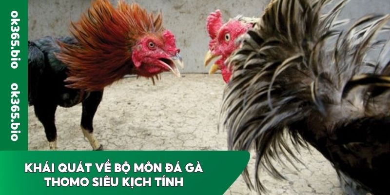 Khái quát về bộ môn đá gà Thomo siêu kịch tính