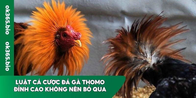 Luật cá cược đá gà Thomo đỉnh cao không nên bỏ qua