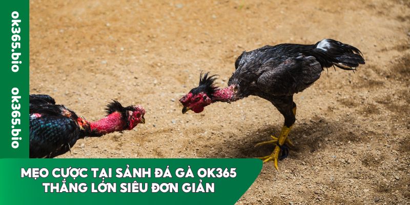 Mẹo cược tại sảnh đá gà Ok365 thắng lớn siêu đơn giản