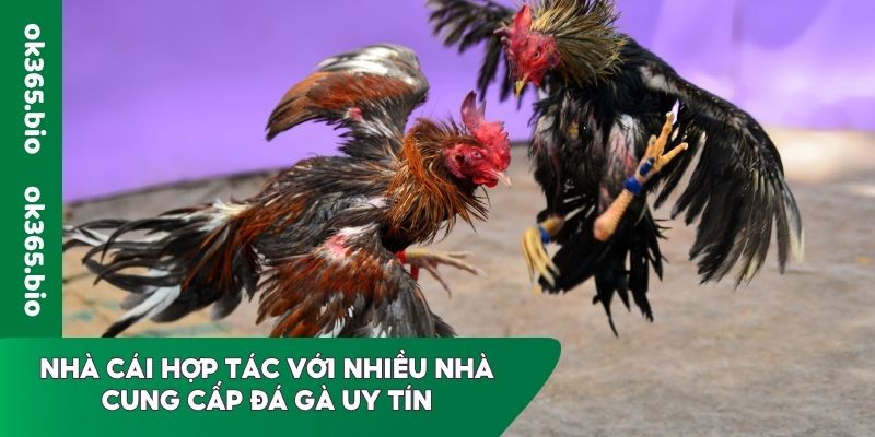 Nhà cái hợp tác với nhiều nhà cung cấp Đá gà uy tín 