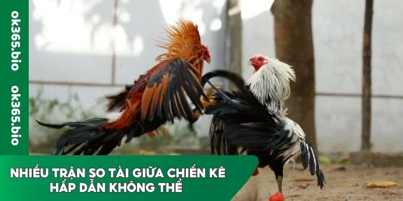 Nhiều trận so tài giữa chiến kê hấp dẫn không thể bỏ lỡ
