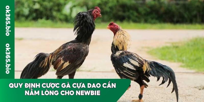 Quy định cược gà cựa dao cần nằm lòng cho newbie