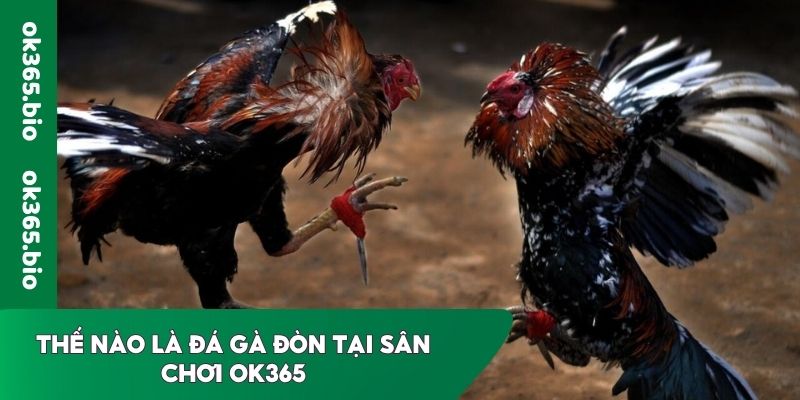 Thế nào là đá gà đòn tại sân chơi OK365