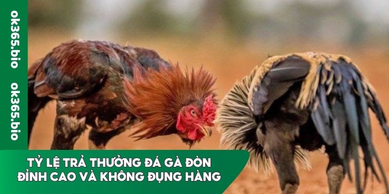 Tỷ lệ trả thưởng đá gà đòn đỉnh cao và không đụng hàng