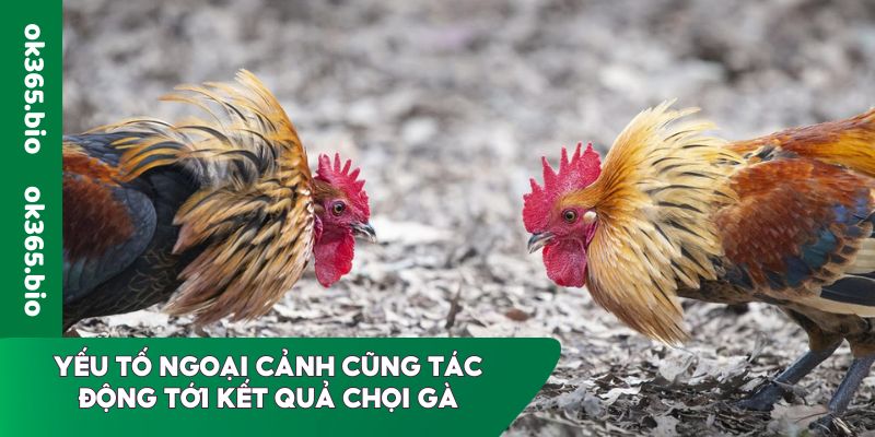 Yếu tố ngoại cảnh cũng tác động tới kết quả chọi gà